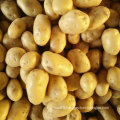 Golden Supplier of Fresh Potato From China